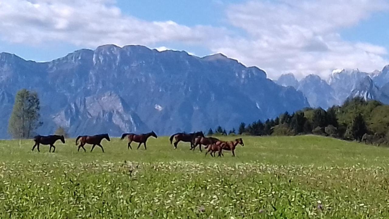 Antico Fienile Villa Belluno Eksteriør billede